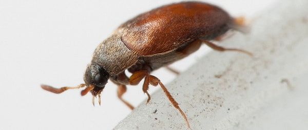 Екі порно үшін бір қыз