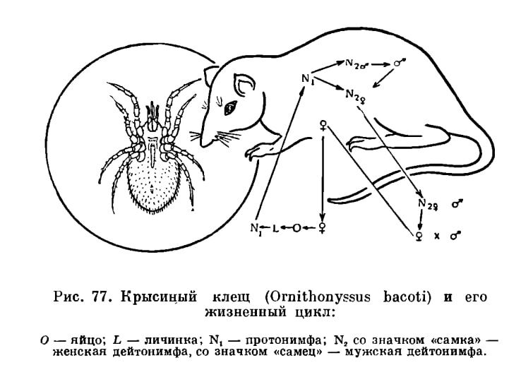 Содержание домашних крыс