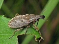 Жук долгоносик - описание вида насекомого и как с ним бороться
