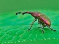 Жук долгоносик - описание вида насекомого и как с ним бороться