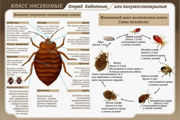 Полезно: Откуда появляются клопы в квартире?