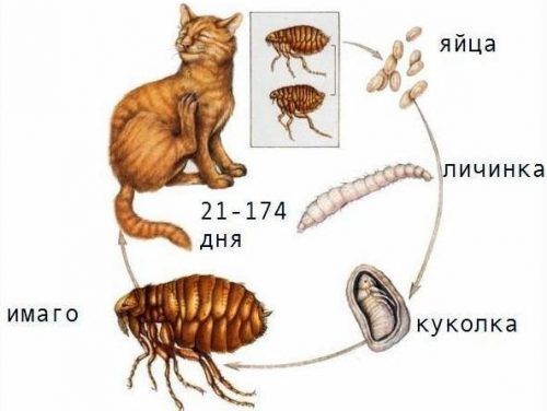 Как вывести блох у котенка